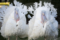 NEWS - Präsident Biden begnadigt 2 Truthähne vor Thanksgiving