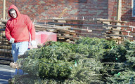 NEWS -  Weihnachtsbäume sind für den Verkauf bereit in St. Louis