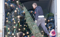 NEWS -  Weihnachtsbäume sind für den Verkauf bereit in St. Louis