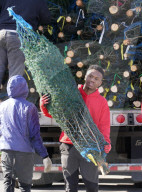 NEWS -  Weihnachtsbäume sind für den Verkauf bereit in St. Louis