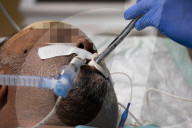 Covid-19 Intensive Care Unit At The Chu Hopital - Pointe-A-Pitre