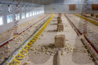 The £3 chicken: how much should we actually be paying for the nation’s favourite meat?
Fifty years ago, a medium broiler cost the equivalent of £11 today. Now it is less than a latte or a pint of beer, raising serious ethical and environmental question