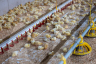 The £3 chicken: how much should we actually be paying for the nation’s favourite meat?
Fifty years ago, a medium broiler cost the equivalent of £11 today. Now it is less than a latte or a pint of beer, raising serious ethical and environmental question