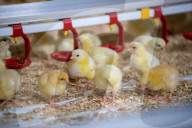The £3 chicken: how much should we actually be paying for the nation’s favourite meat?
Fifty years ago, a medium broiler cost the equivalent of £11 today. Now it is less than a latte or a pint of beer, raising serious ethical and environmental question