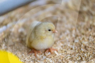 The £3 chicken: how much should we actually be paying for the nation’s favourite meat?
Fifty years ago, a medium broiler cost the equivalent of £11 today. Now it is less than a latte or a pint of beer, raising serious ethical and environmental question