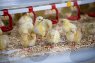 The £3 chicken: how much should we actually be paying for the nation’s favourite meat?
Fifty years ago, a medium broiler cost the equivalent of £11 today. Now it is less than a latte or a pint of beer, raising serious ethical and environmental question