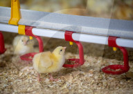 The £3 chicken: how much should we actually be paying for the nation’s favourite meat?
Fifty years ago, a medium broiler cost the equivalent of £11 today. Now it is less than a latte or a pint of beer, raising serious ethical and environmental question
