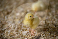 The £3 chicken: how much should we actually be paying for the nation’s favourite meat?
Fifty years ago, a medium broiler cost the equivalent of £11 today. Now it is less than a latte or a pint of beer, raising serious ethical and environmental question