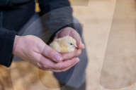 The £3 chicken: how much should we actually be paying for the nation’s favourite meat?
Fifty years ago, a medium broiler cost the equivalent of £11 today. Now it is less than a latte or a pint of beer, raising serious ethical and environmental question