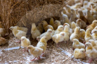 The £3 chicken: how much should we actually be paying for the nation’s favourite meat?
Fifty years ago, a medium broiler cost the equivalent of £11 today. Now it is less than a latte or a pint of beer, raising serious ethical and environmental question