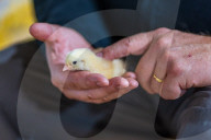 The £3 chicken: how much should we actually be paying for the nation’s favourite meat?
Fifty years ago, a medium broiler cost the equivalent of £11 today. Now it is less than a latte or a pint of beer, raising serious ethical and environmental question