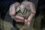FEATURE - Erstes Gürteltierbaby im Zoo von Washington in 116-jähriger Geschichte geboren
