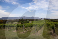 Hunter coal plan may spell disaster for prime wine country.