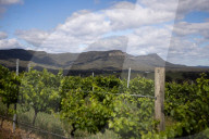 Hunter coal plan may spell disaster for prime wine country.
