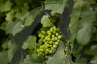 Hunter coal plan may spell disaster for prime wine country.