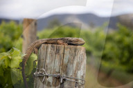 Hunter coal plan may spell disaster for prime wine country.