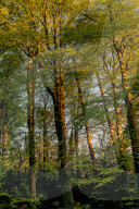 Wild night out: how a nocturnal walk in the woods can reconnect us with nature. More than 80% of us live under light-polluted skies but it’s not too late to embrace the darkness