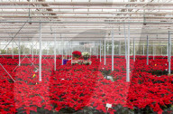 FEATURE - Mehr als 60'000 rote Weihnachtssterne leuchten in einem Gewächshaus nahe Edinburgh