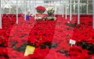 FEATURE - Mehr als 60'000 rote Weihnachtssterne leuchten in einem Gewächshaus nahe Edinburgh