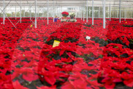 FEATURE - Mehr als 60'000 rote Weihnachtssterne leuchten in einem Gewächshaus nahe Edinburgh