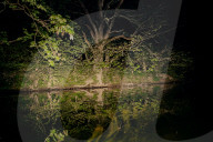 Wild night out: how a nocturnal walk in the woods can reconnect us with nature. More than 80% of us live under light-polluted skies but it’s not too late to embrace the darkness