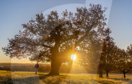 Sunrise in Richmond Park, London