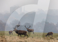 Cold and misty morning in Richmond Park, London