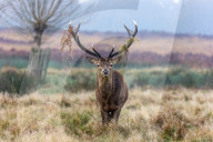 Cold and misty morning in Richmond Park, London
