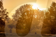 Sunrise in Richmond Park, London