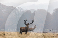 Cold and misty morning in Richmond Park, London