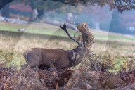 Cold and misty morning in Richmond Park, London