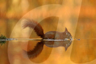 FEATURE - Reflexionen von Waldtieren in einem Teich - dem Spiegel der Natur