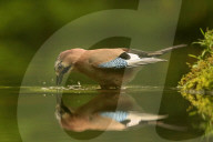 FEATURE - Reflexionen von Waldtieren in einem Teich - dem Spiegel der Natur