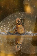 FEATURE - Reflexionen von Waldtieren in einem Teich - dem Spiegel der Natur