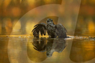 FEATURE - Reflexionen von Waldtieren in einem Teich - dem Spiegel der Natur