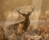 FEATURE - Rotwild an einem frostigen Morgen im Londoner Richmond Park