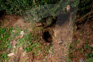 ‘It’s like hunting aliens’: inside the town besieged by armadillos.
Thanks to climate change, armadillos, native to southern America, are making their way up north. And there’s no sign of them stopping their relentless march.
