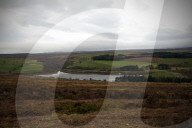 Hen harriers’ friend: gamekeeping turns conservation in Yorkshire. Grouse moors are not known for being friendly places for birds of prey – but the Swinton estate has a fresh attitude