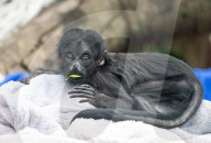 FEATURE -  Das schwarzbärtige Sakijunge Congcong im Zoo in Guangzhou