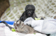 FEATURE -  Das schwarzbärtige Sakijunge Congcong im Zoo in Guangzhou