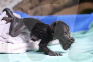 FEATURE -  Das schwarzbärtige Sakijunge Congcong im Zoo in Guangzhou