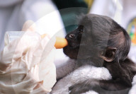 FEATURE -  Das schwarzbärtige Sakijunge Congcong im Zoo in Guangzhou