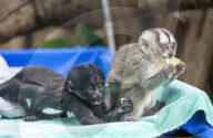 FEATURE -  Das schwarzbärtige Sakijunge Congcong im Zoo in Guangzhou