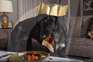A dog is for life —so show yours a good Christmas!