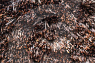 NEWS - Unökologische Rodung von Mangroven in Ghana