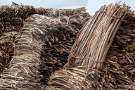 NEWS - Unökologische Rodung von Mangroven in Ghana