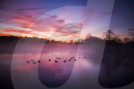 FEATURE -  Wintermorgen im Richmond Park, London
