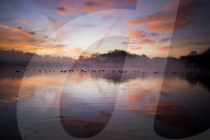 FEATURE -  Wintermorgen im Richmond Park, London