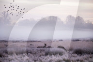 FEATURE -  Wintermorgen im Richmond Park, London