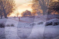 FEATURE -  Wintermorgen im Richmond Park, London
